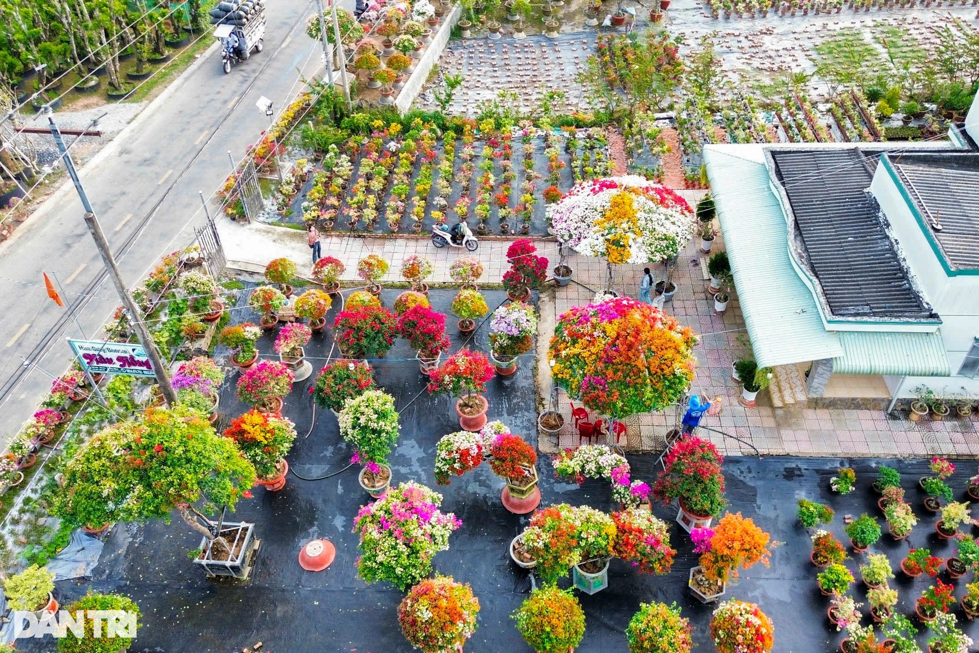 Ngắm hai cây dù khổng lồ làm từ hoa giấy của lão nông miền Tây - 9 Ngắm hai cây dù khổng lồ làm từ hoa giấy của lão nông miền Tây - 9
