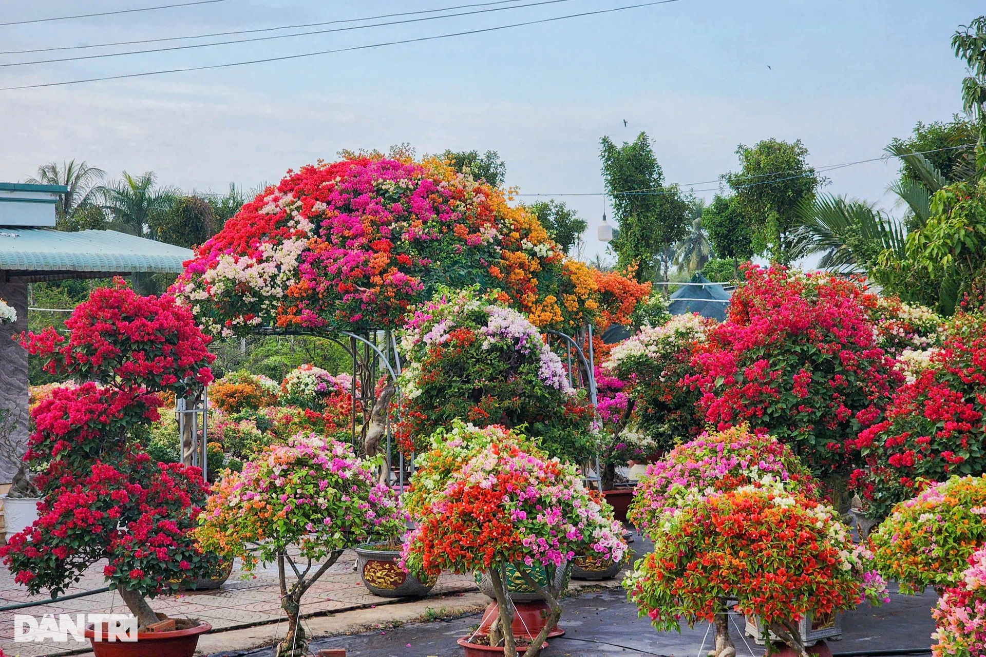 Ngắm hai cây dù khổng lồ làm từ hoa giấy của lão nông miền Tây - 8 Ngắm hai cây dù khổng lồ làm từ hoa giấy của lão nông miền Tây - 8