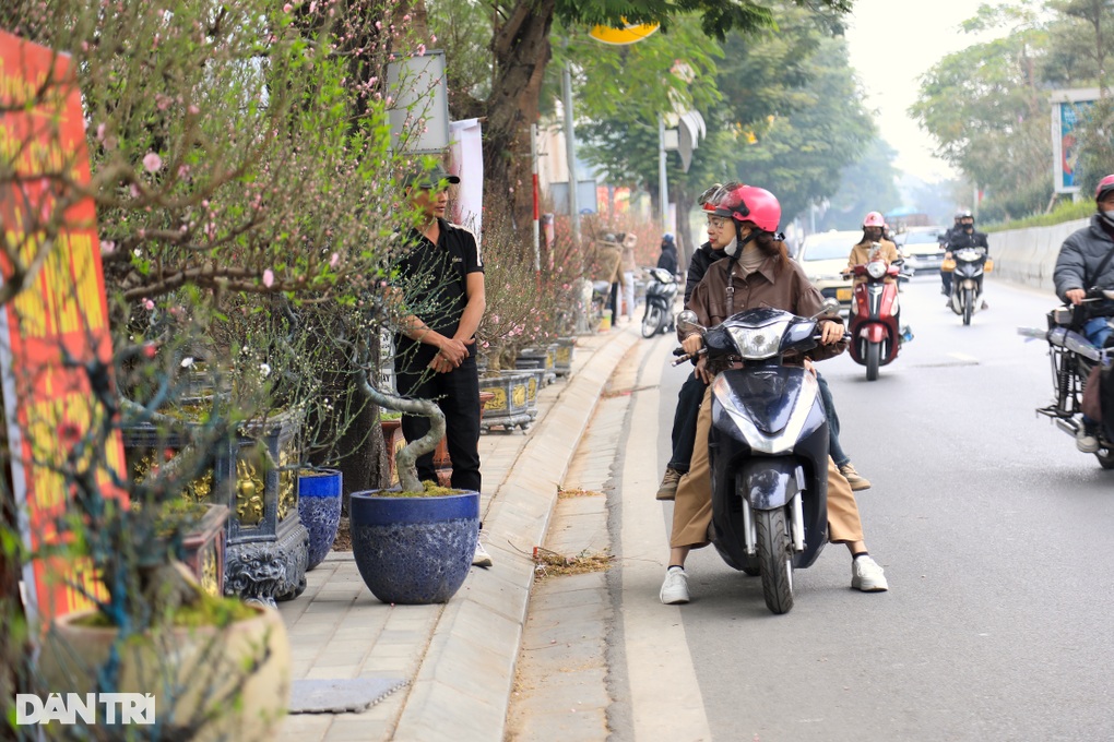 Gốc đào khổng lồ, cao 4m từ Mộc Châu xuống Hà Nội, chủ cho thuê không bán - 5 Gốc đào khổng lồ, cao 4m từ Mộc Châu xuống Hà Nội, chủ cho thuê không bán - 5