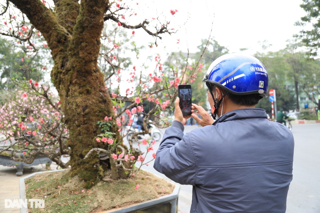 Gốc đào khổng lồ, cao 4m từ Mộc Châu xuống Hà Nội, chủ cho thuê không bán - 3 Gốc đào khổng lồ, cao 4m từ Mộc Châu xuống Hà Nội, chủ cho thuê không bán - 3