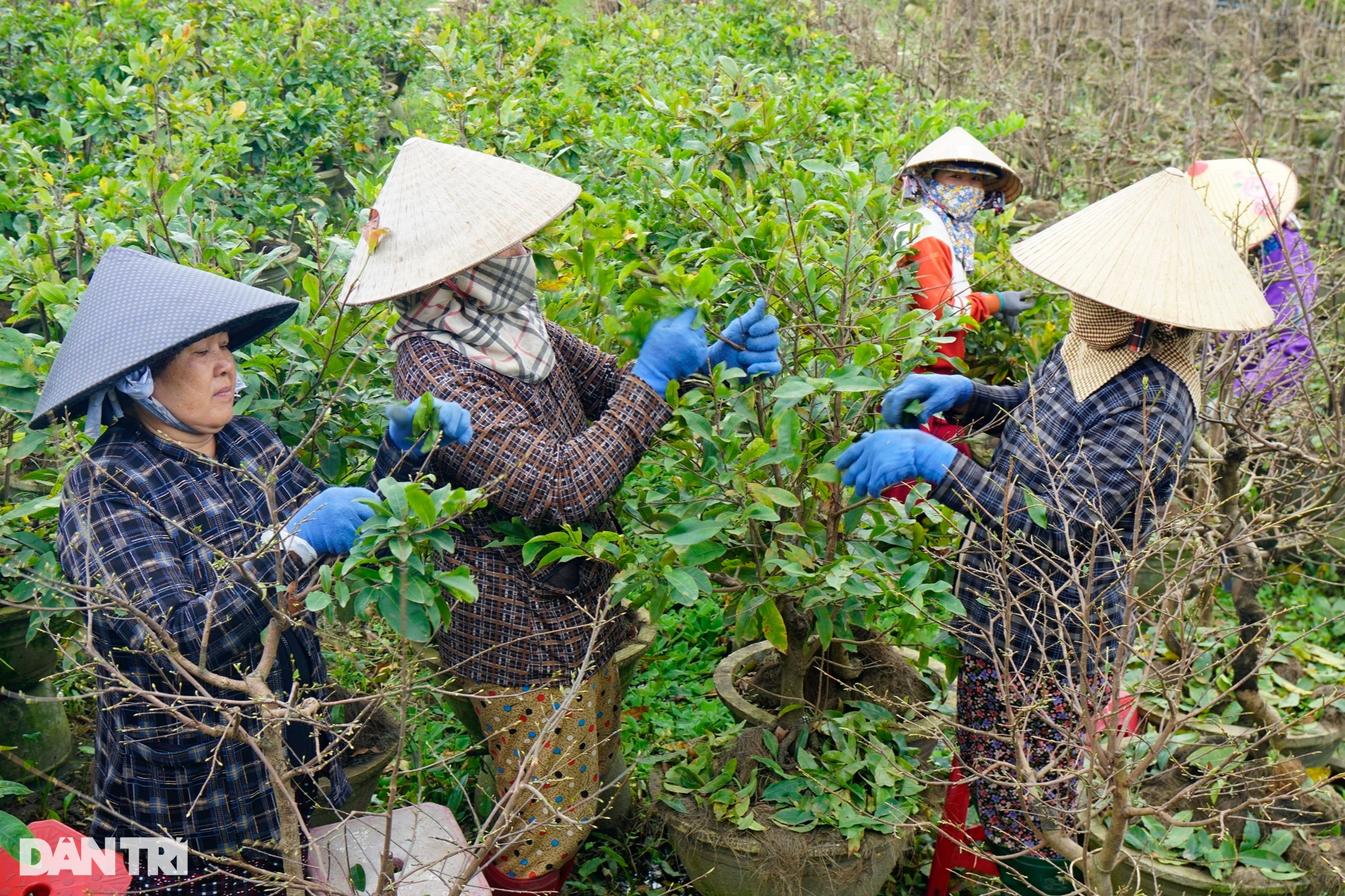 Nông dân ở thủ phủ mai vàng miền Trung kỳ vọng thắng vụ Tết - 1 Nông dân ở thủ phủ mai vàng miền Trung kỳ vọng thắng vụ Tết - 1
