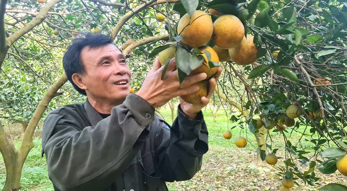 Nông trường Bãi Phủ vang tiếng cam hữu cơ Hương Hóa - Vietnam.vn Nông trường Bãi Phủ vang tiếng cam hữu cơ Hương Hóa