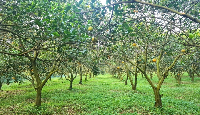 Nông trường Bãi Phủ vang tiếng cam hữu cơ Hương Hóa - Vietnam.vn Nông trường Bãi Phủ vang tiếng cam hữu cơ Hương Hóa