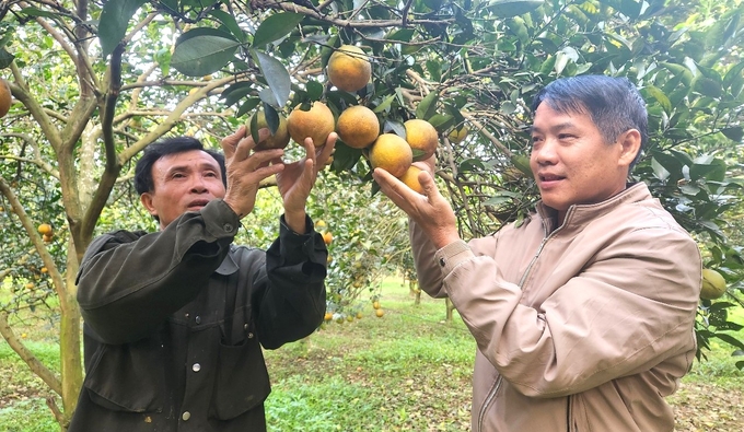 Nông trường Bãi Phủ vang tiếng cam hữu cơ Hương Hóa - Vietnam.vn Nông trường Bãi Phủ vang tiếng cam hữu cơ Hương Hóa