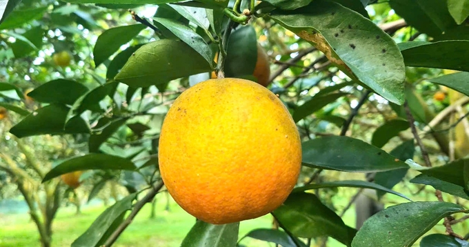 Nông trường Bãi Phủ vang tiếng cam hữu cơ Hương Hóa - Vietnam.vn Nông trường Bãi Phủ vang tiếng cam hữu cơ Hương Hóa
