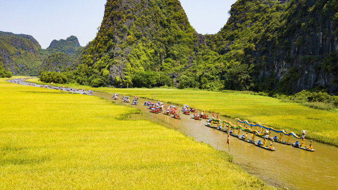 Mùa lúa chín ở Tam Cốc khiến du khách mê đắm. (Ảnh: Minh Đức/TTXVN) tam coc mua vang.jpg