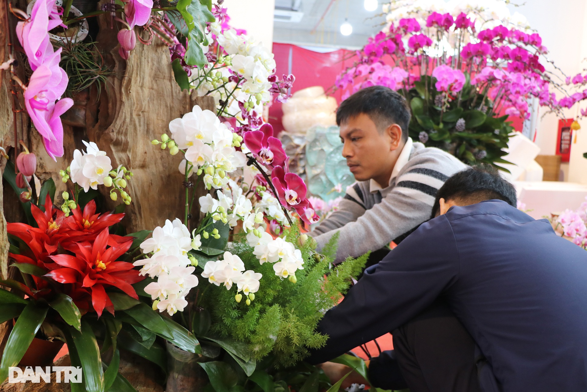 Kiếm cả trăm triệu đồng dịp cận Tết, thợ kết hoa lan ngủ ngày cày đêm - 8 Kiếm cả trăm triệu đồng dịp cận Tết, thợ kết hoa lan ngủ ngày cày đêm - 8