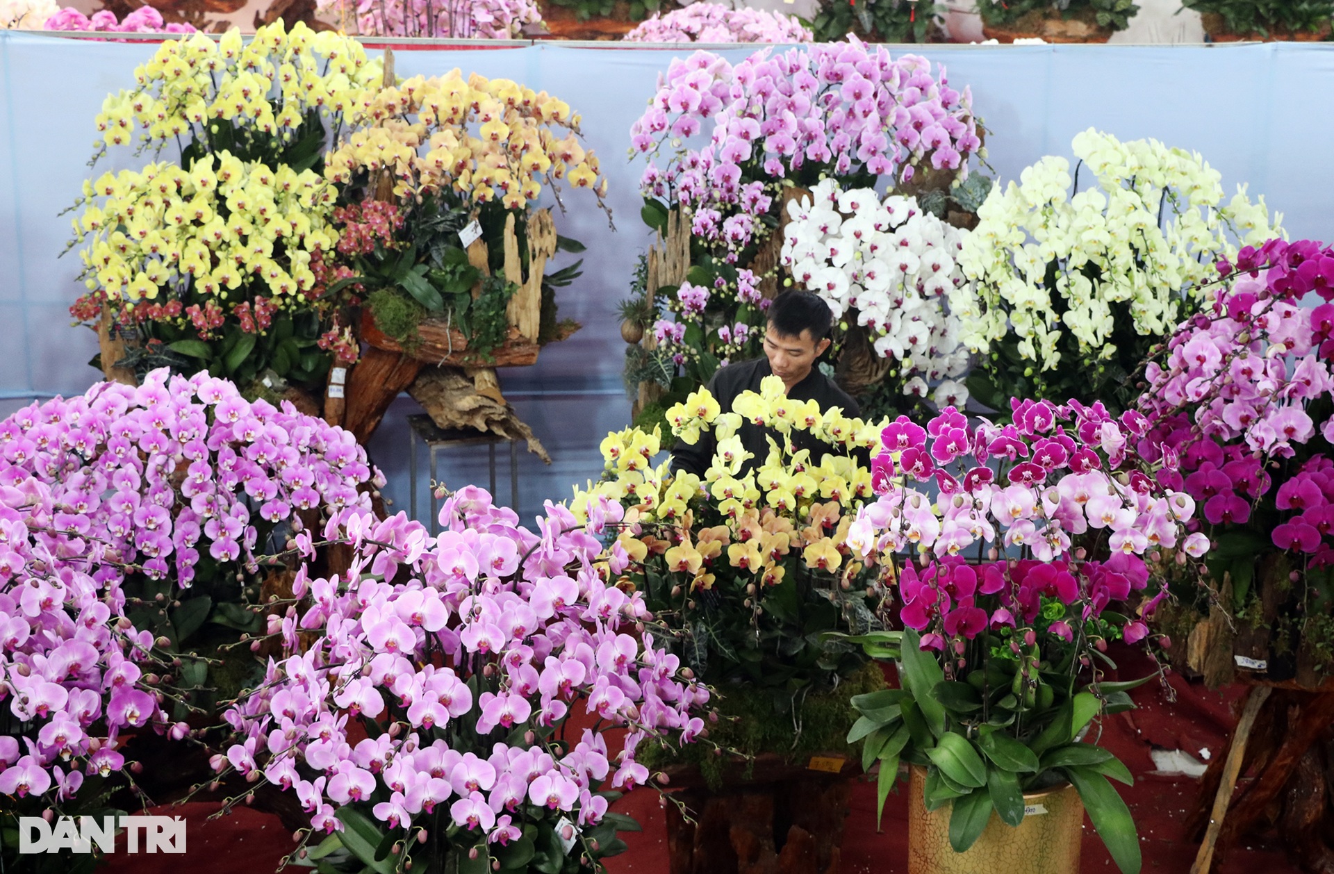Kiếm cả trăm triệu đồng dịp cận Tết, thợ kết hoa lan ngủ ngày cày đêm - 1 Kiếm cả trăm triệu đồng dịp cận Tết, thợ kết hoa lan ngủ ngày cày đêm - 1