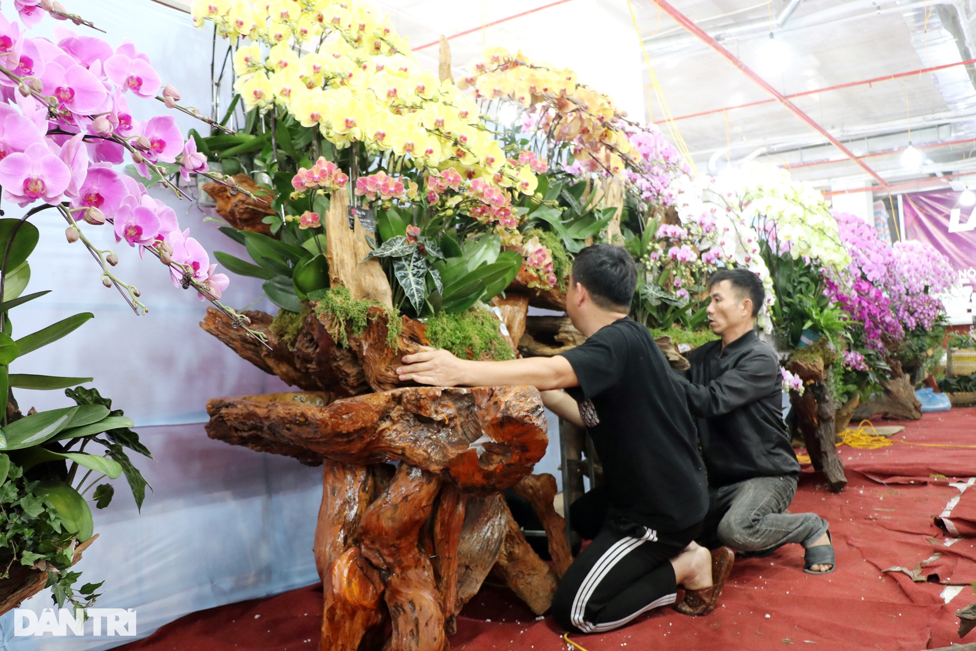 Kiếm cả trăm triệu đồng dịp cận Tết, thợ kết hoa lan ngủ ngày cày đêm - 3 Kiếm cả trăm triệu đồng dịp cận Tết, thợ kết hoa lan ngủ ngày cày đêm - 3