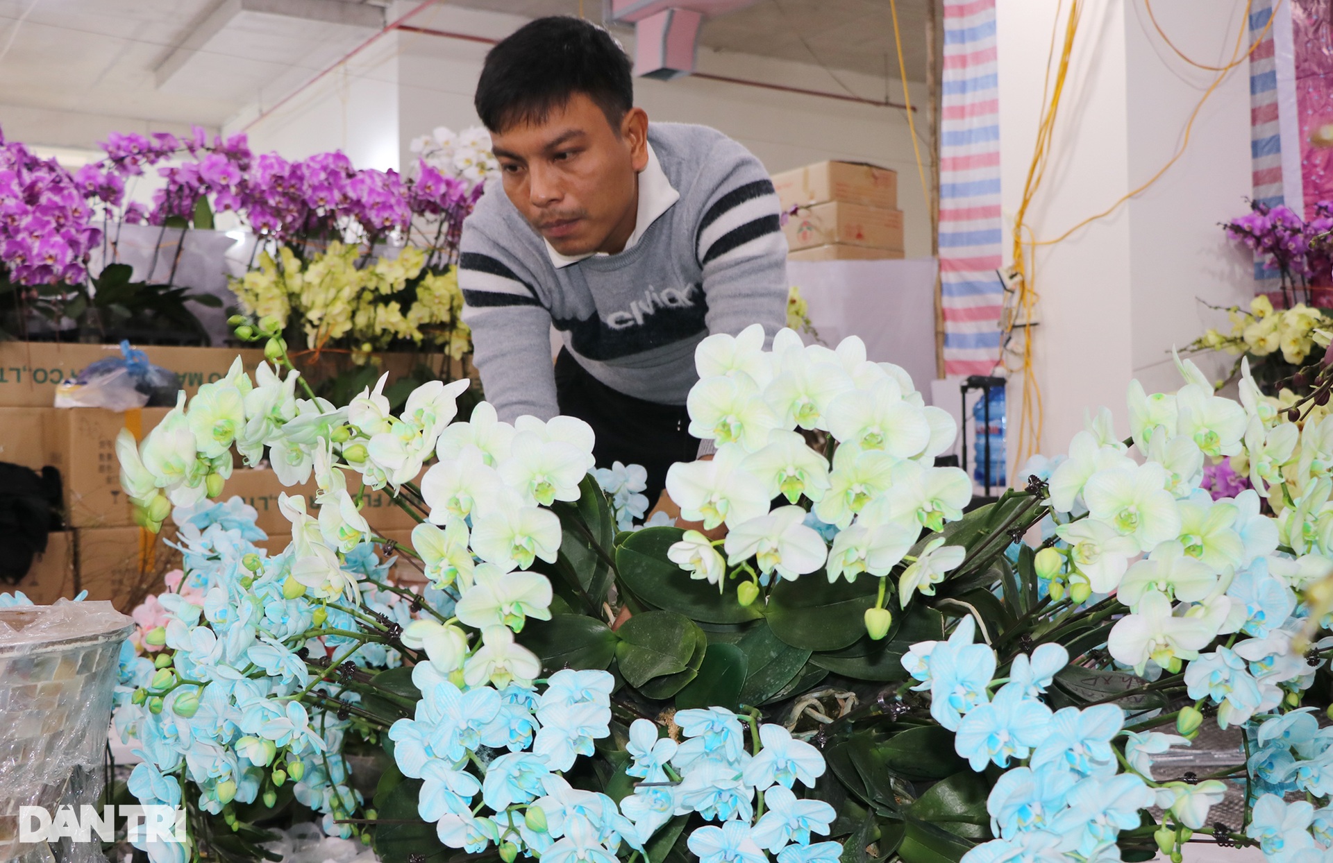 Kiếm cả trăm triệu đồng dịp cận Tết, thợ kết hoa lan ngủ ngày cày đêm - 9 Kiếm cả trăm triệu đồng dịp cận Tết, thợ kết hoa lan ngủ ngày cày đêm - 9