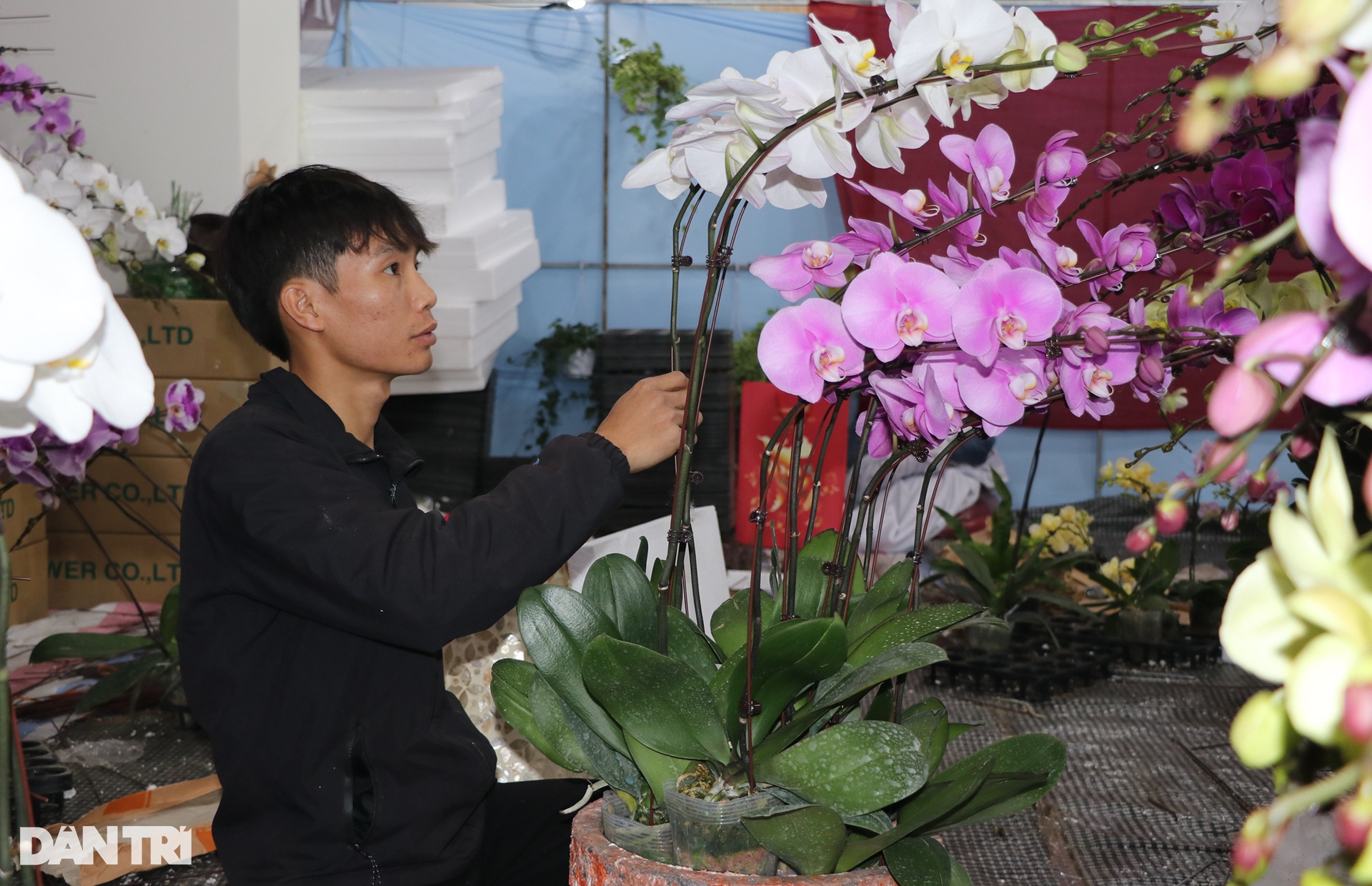 Kiếm cả trăm triệu đồng dịp cận Tết, thợ kết hoa lan ngủ ngày cày đêm - 5 Kiếm cả trăm triệu đồng dịp cận Tết, thợ kết hoa lan ngủ ngày cày đêm - 5