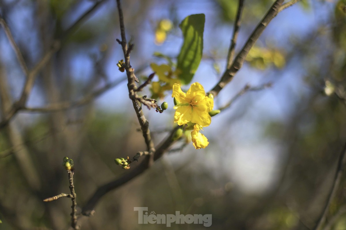 Nông dân Hà Tĩnh lắp 'mắt thần' bảo vệ Mai vàng đón Tết ảnh 2