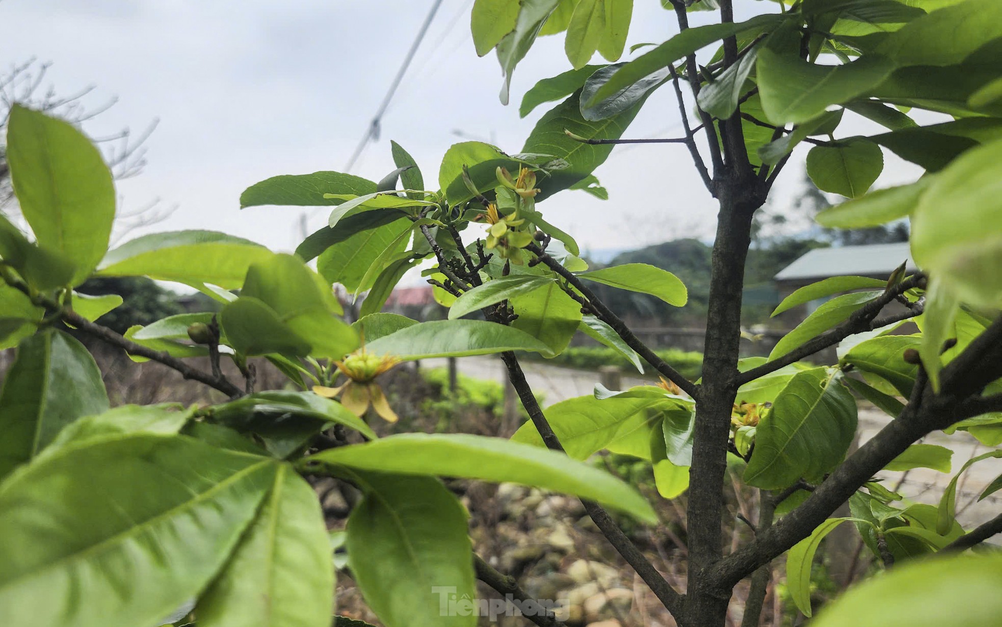 Nông dân Hà Tĩnh lắp 'mắt thần' bảo vệ Mai vàng đón Tết ảnh 9