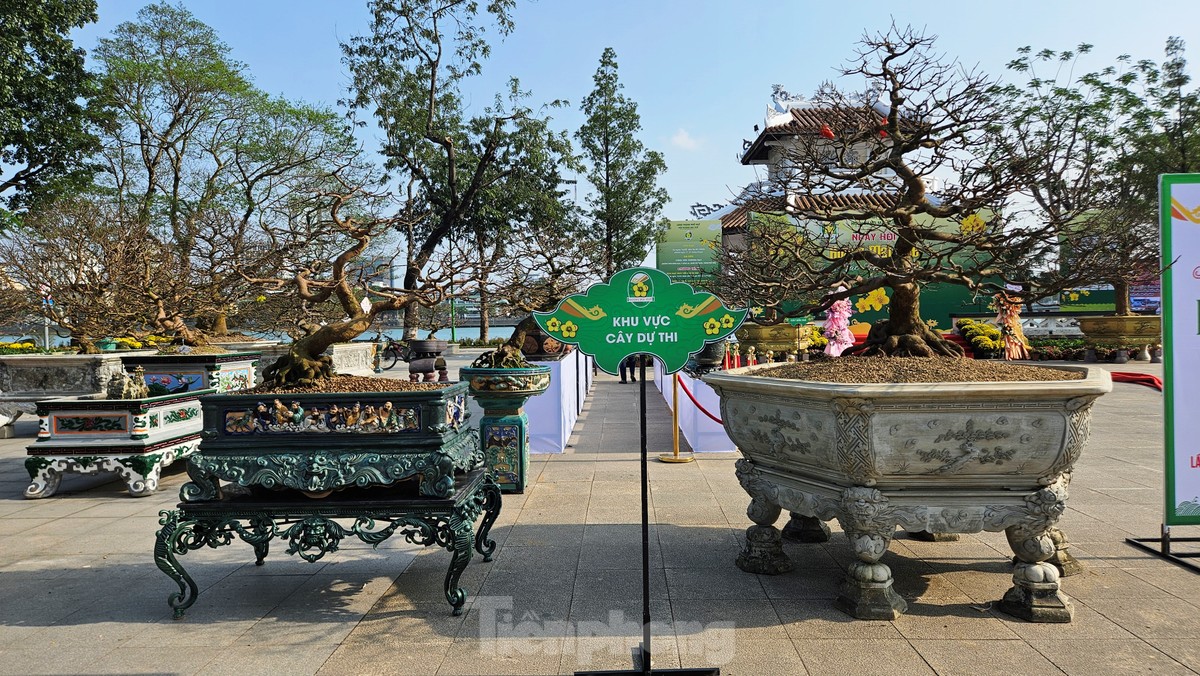 Mê mẩn với hoàng mai ‘độc lạ’, biểu tượng sắc xuân xứ Huế ảnh 3