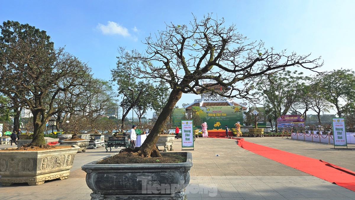 Mê mẩn với hoàng mai ‘độc lạ’, biểu tượng sắc xuân xứ Huế ảnh 10