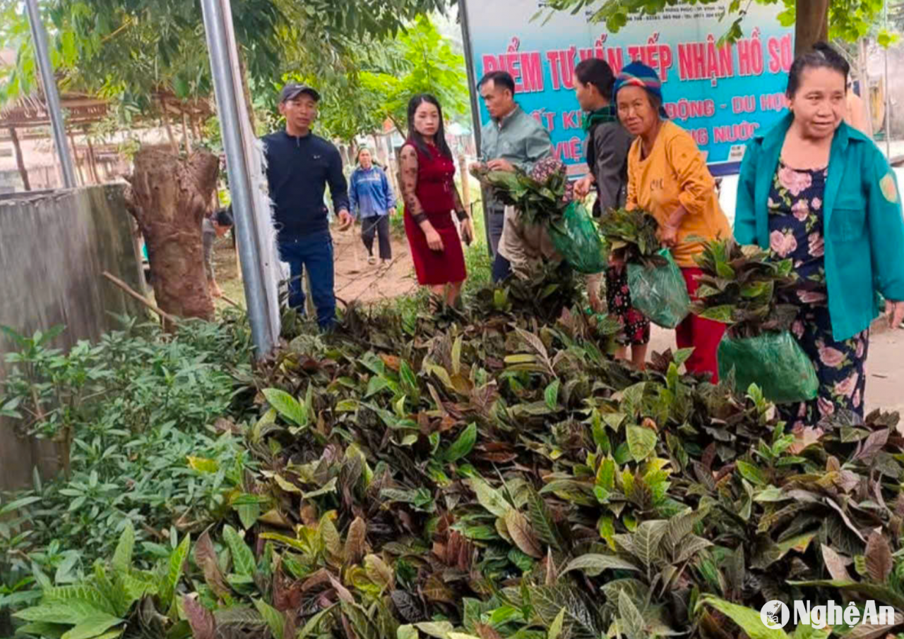 Tương Dương có sản phẩm OCOP đầu tiên từ trồng dược liệu dưới tán rừng - Vietnam.vn Tương Dương có sản phẩm OCOP đầu tiên từ trồng dược liệu dưới tán rừng