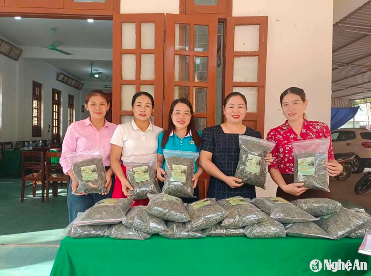 Tương Dương có sản phẩm OCOP đầu tiên từ trồng dược liệu dưới tán rừng - Vietnam.vn Tương Dương có sản phẩm OCOP đầu tiên từ trồng dược liệu dưới tán rừng