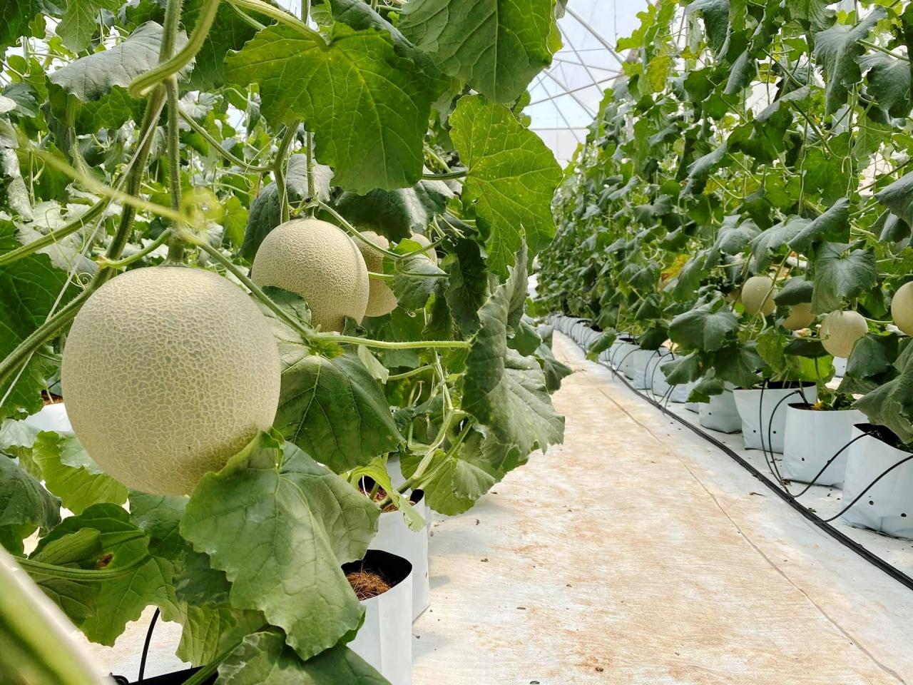 Yên Dũng: OCOP nâng cao giá trị sản phẩm nông nghiệp địa phương Yên Dũng: OCOP nâng cao giá trị sản phẩm nông nghiệp địa phương